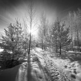 Серая зима (55 фото)