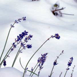 Лаванда зимой (54 фото)