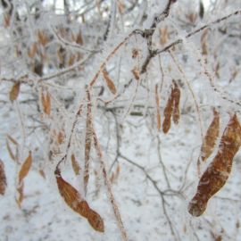 Семена деревьев зимой (38 фото)