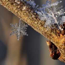 Макросъемка зима (52 фото)