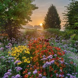 Цветы летние садовые (58 фото)