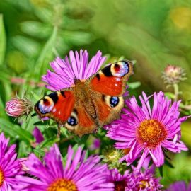 Лето бабочки (51 фото)