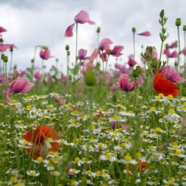 Летние луговые цветы (58 фото)