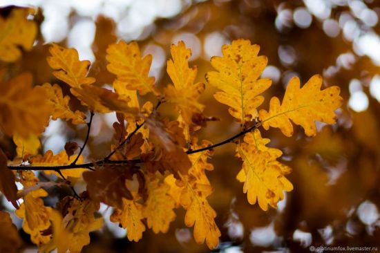 Лист дуба летом и осенью (50 фото)