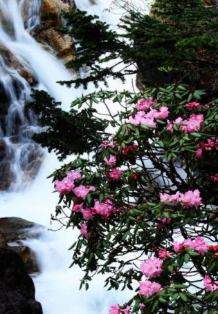 Сакура и водопад (59 фото)