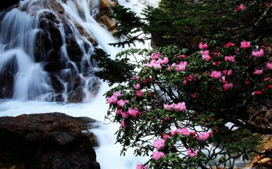Сакура и водопад (59 фото)