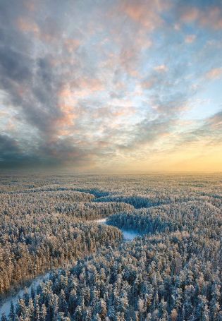 Зимний лес с высоты птичьего полета (52 фото)