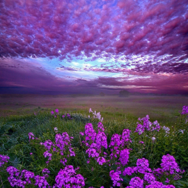 Фиолетовая природа (56 фото)