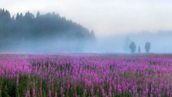 Фиалка пейзаж в тумане (49 фото)