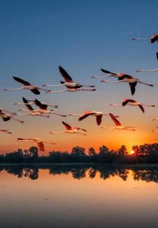Стая птиц в небе (55 фото)