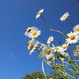 Ромашки на фоне голубого неба (59 фото)