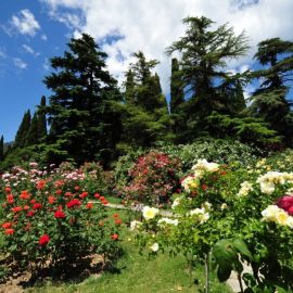 Никитинский Ботанический сад (53 фото)