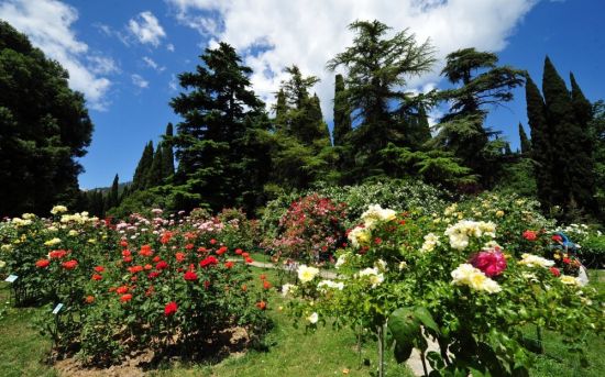 Никитинский Ботанический сад (53 фото)