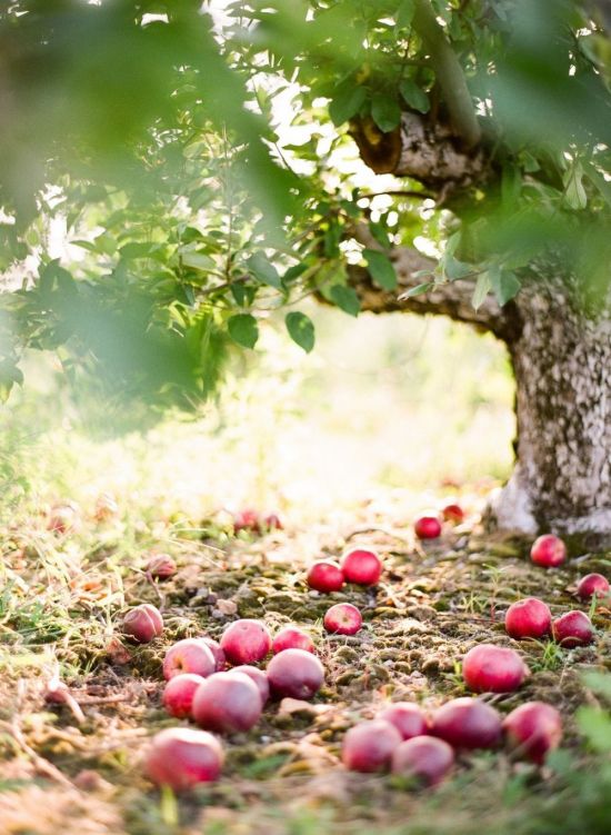 Яблоки в саду (54 фото)