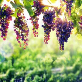 Виноградный сад (53 фото)
