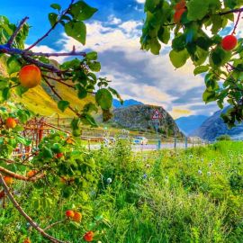Яблоневые сады в Кабардино Балкарии (57 фото)