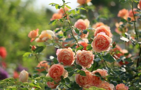 Английские розы в саду (56 фото)