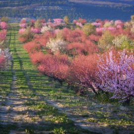 Персиковый сад (53 фото)