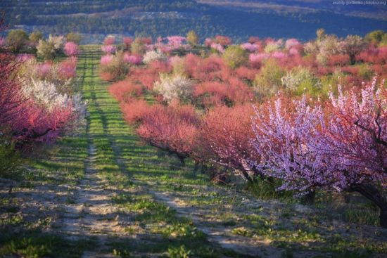 Персиковый сад (53 фото)