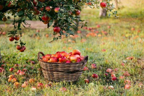 Сбор яблок в саду (54 фото)