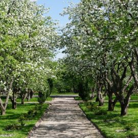 Яблоневый сад в Купчино (56 фото)