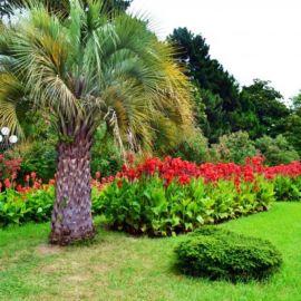 Ботанический сад Адлер (56 фото)