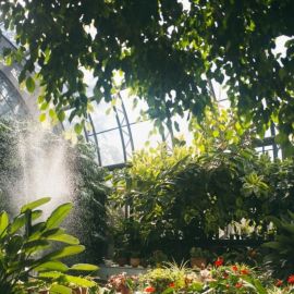 Таврический сад оранжерея (54 фото)
