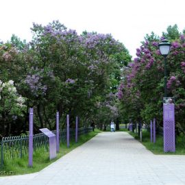 Сиреневый сад Черкизовская (59 фото)