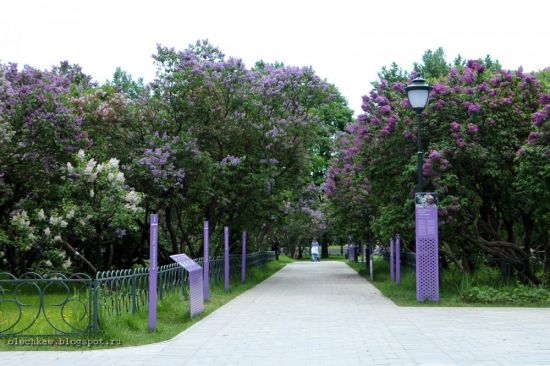 Сиреневый сад Черкизовская (59 фото)