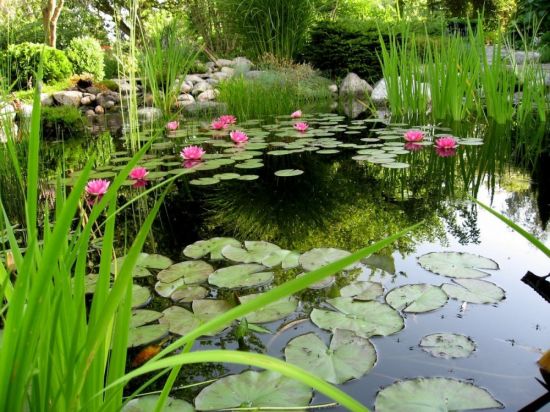 Декоративный пруд в саду (57 фото)
