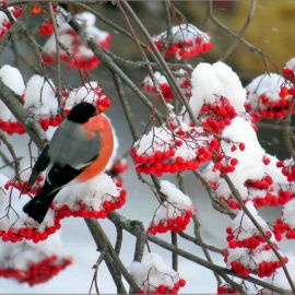 Красная рябина зимой (57 фото)