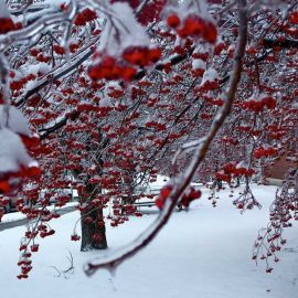 Вишня зимой (58 фото)