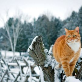 Коты зимой (53 фото)