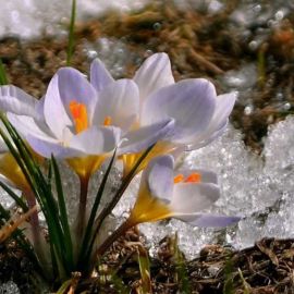 Природа начало весны (58 фото)