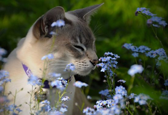 Весна и котики (58 фото)