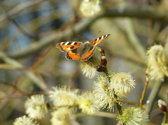 Первые бабочки весной (58 фото)