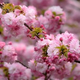 Сакура весной (56 фото)