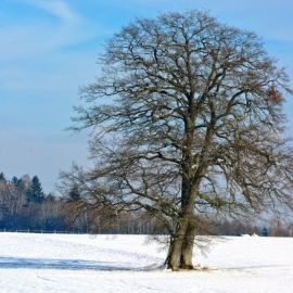 Липа дерево зимой (55 фото)
