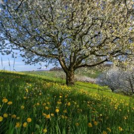 Деревья ранней весной (53 фото)
