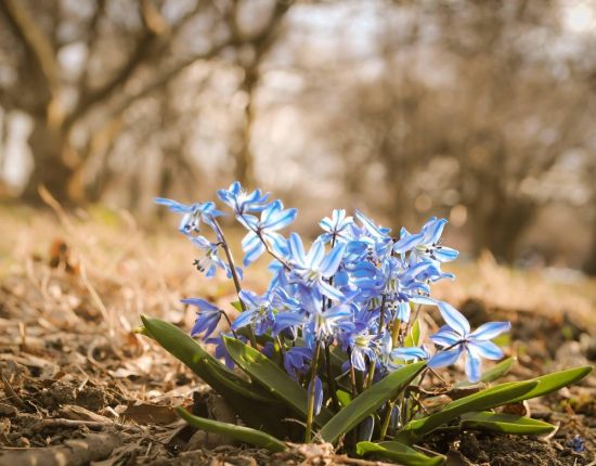 Синие цветочки ранней весной (57 фото)