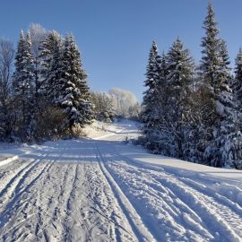 Зимний лес Лыжня (59 фото)