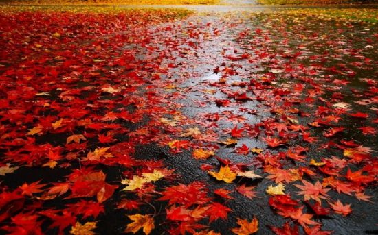Осень листья дождь (58 фото)