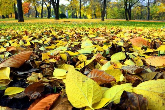 Осень опавшие листья (52 фото)