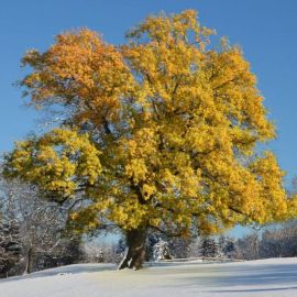 Клен дерево зимой (56 фото)