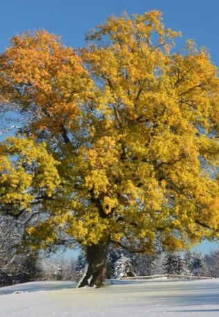 Клен дерево зимой (56 фото)