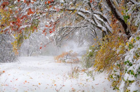 Снежная осень (55 фото)