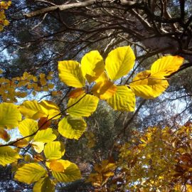 Листья орешника осенью (56 фото)