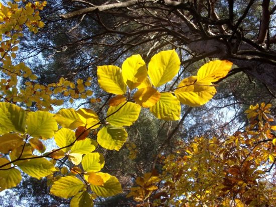 Листья орешника осенью (56 фото)