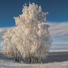 Дерево береза зимой (56 фото)
