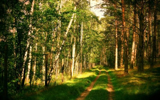 Русский лес летом (59 фото)